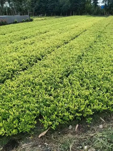 宿迁绿化工程用苗基地批发