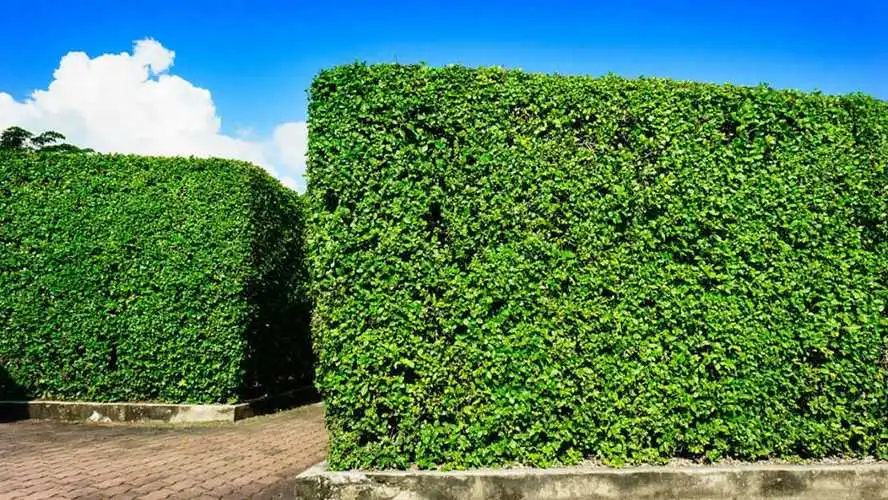 花影摇窗园林景观设计